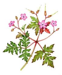 Attēlu rezultāti vaicājumam “Geranium robertianum flower”