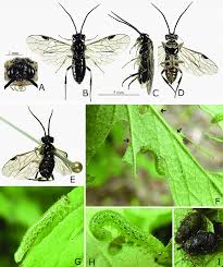 Attēlu rezultāti vaicājumam “Nematus ribesii larva”