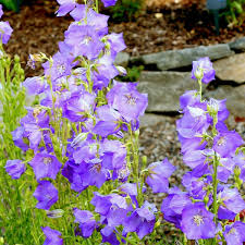 Image result for Campanula persicifolia