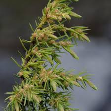 Attēlu rezultāti vaicājumam “Juniperus communis female flower”