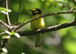 Image result for Wilsonia citrina