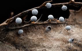 Attēlu rezultāti vaicājumam “Physarum bitectum”