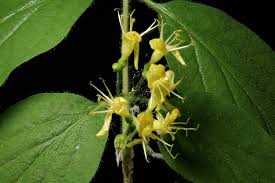 Attēlu rezultāti vaicājumam “Lonicera xylosteum leaf”