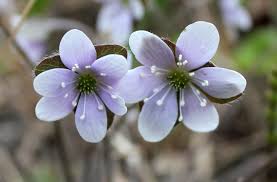 Attēlu rezultāti vaicājumam “Hepatica nobilis flower”