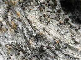 Attēlu rezultāti vaicājumam “Chaenotheca ferruginea”