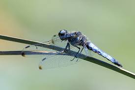 Attēlu rezultāti vaicājumam “Libellula fulva”