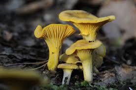 Attēlu rezultāti vaicājumam “Cantharellus cibarius”