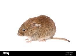 Attēlu rezultāti vaicājumam “Myodes glareolus”