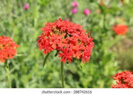 Image result for Lychnis chalcedonica `Dusky Salmon`