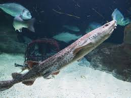 Image result for Scyliorhinus stellaris