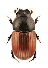 Attēlu rezultāti vaicājumam “Aphodius sp.”
