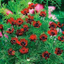 Image result for Adonis aestivalis