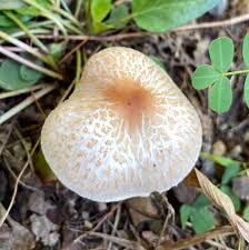 Attēlu rezultāti vaicājumam “Lepista sp.”