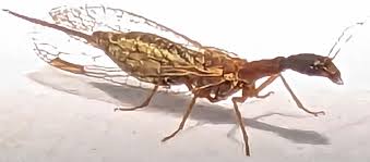 Attēlu rezultāti vaicājumam “Raphidioptera”