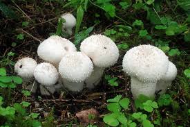 Attēlu rezultāti vaicājumam “Lycoperdon perlatum”