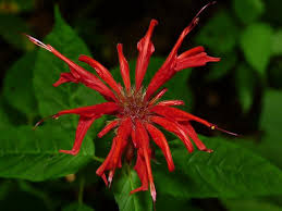 Attēlu rezultāti vaicājumam “Diderma montanum stalked”