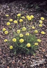 Image result for Scabiosa ochroleuca