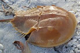 Image result for Limulus polyphemus