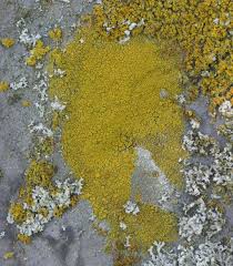 Attēlu rezultāti vaicājumam “Candelariella sp.”