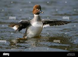 Attēlu rezultāti vaicājumam “Bucephala clangula female”