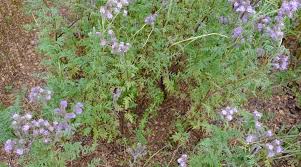 Attēlu rezultāti vaicājumam “Hydrophyllaceae”