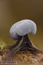 Attēlu rezultāti vaicājumam “Physarum bitectum”