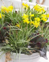 Attēlu rezultāti vaicājumam “Carex globularis flower”