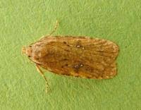 Attēlu rezultāti vaicājumam “Agonopterix heracliana”
