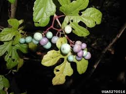 Attēlu rezultāti vaicājumam “Ampelopsis glandulosa var. brevipedunculata”