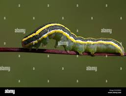 Attēlu rezultāti vaicājumam “Ceramica pisi”