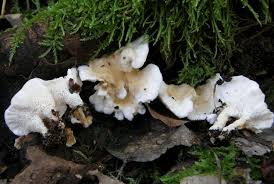 Attēlu rezultāti vaicājumam “Sistotrema confluens”