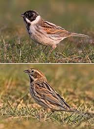 Attēlu rezultāti vaicājumam “Emberiza schoeniclus male”