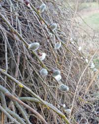 Attēlu rezultāti vaicājumam “Salix caprea bud”