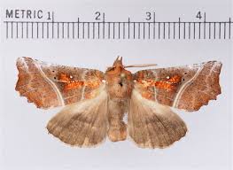 Attēlu rezultāti vaicājumam “Scoliopteryx libatrix”