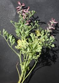 Attēlu rezultāti vaicājumam “Fumaria officinalis leaf”