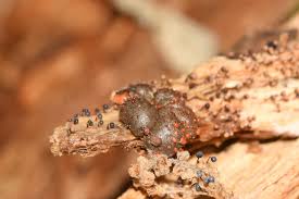 Attēlu rezultāti vaicājumam “Cribraria vulgaris macro”