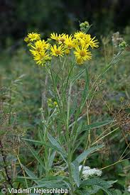 Attēlu rezultāti vaicājumam “Jacobaea paludosa”