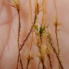 Attēlu rezultāti vaicājumam “Pohlia sphagnicola”