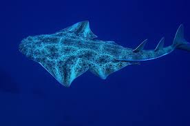 Image result for Dipturus intermedius