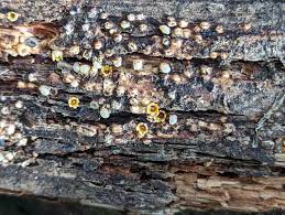 Attēlu rezultāti vaicājumam “Sphaerobolus stellatus”