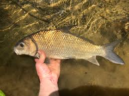 Image result for Carpiodes cyprinus