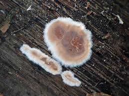 Attēlu rezultāti vaicājumam “Cylindrobasidium evolvens”