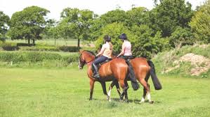 Image result for British Horse Society