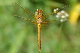 Attēlu rezultāti vaicājumam “Sympetrum flaveolum”