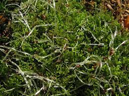 Attēlu rezultāti vaicājumam “Lepidozia reptans”