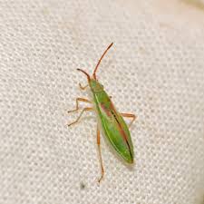 Attēlu rezultāti vaicājumam “Myrmus miriformis”