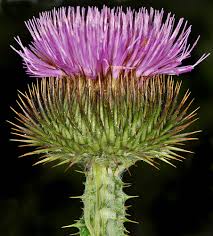 Image result for Onopordum acanthium