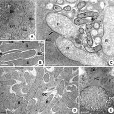 Attēlu rezultāti vaicājumam “Nithecus jacobaeae”