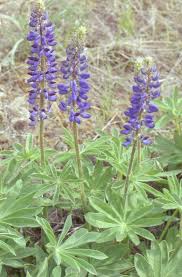 Image result for Lupinus polyphyllus Lindl.