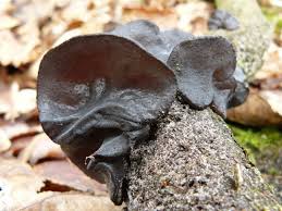 Attēlu rezultāti vaicājumam “Exidia truncata”